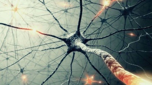 Možgane sestavlja 100 milijard nevronov.